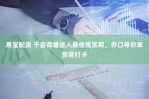 易宝配资 千亩荷塘进入最佳观赏期,乔口等你来赏荷打卡